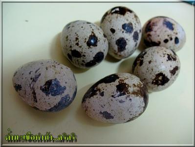 นกกระทา